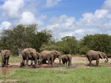 Elephant Herd, Kruger National Park, South Africa, Africa Fotografie-Druck von Ann & Steve Toon