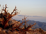 Juniper at Sunset at Keys View, Joshua Tree National Park, California Photographie par James Hager
