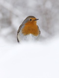 Robin (Erithacus Rubecula), in Snow, Uk Photographic Print by Ann & Steve Toon