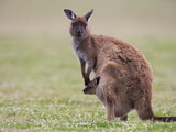 Kangaroo Island Grey Kangaroo (Macropus Fuliginosus) With Joey, Kelly Hill Conservation, Australia Photographic Print by Thorsten Milse