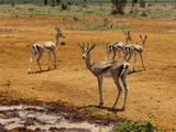 Grant's Gazelle (Gazella Granti), Tsavo East National Park, Kenya, East Africa, Africa Photographic Print by Sergio Pitamitz