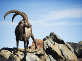 Ibex (Capra Ibex), on Lower Slopes of Mont Blanc, Chamonix, French Alps, France, Europe Photographic Print by Christian Kober