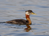 Red-Necked Grebe (Podiceps Grisegena), Wasilla, Alaska, United States of America, North America Photographie par James Hager