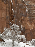 Fresh Snow on a Red Rock Cliff and Tree, Zion National Park, Utah, USA Photographic Print by James Hager