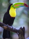 Keel-Billed Toucan (Ramphastos Sulfuratus), Summit Botanical Gardens and Zoo, Panama City, Panama Fotografie-Druck von Christian Kober
