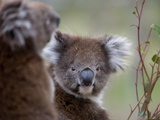 Koala (Phascolarctos Cinereus), in a Eucalyptus Tree, Yanchep National Park, Australia Photographic Print by Thorsten Milse