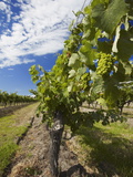 Vineyards of Cullen Wine Estate, Margaret River, Western Australia, Australia, Pacific Fotografie-Druck von Ian Trower