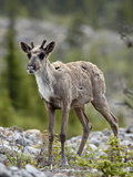 Woodland Caribou (Rangifer Caribou) Calf, Stone Mountain Provincial Park, British Columbia, Canada Photographic Print by James Hager