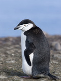 Chinstrap Penguin (Pygoscelis Antarctica), Aitcho Island, Antarctica, Polar Regions Photographic Print