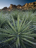 Yucca Plant, Joshua Tree National Park, California, United States of America, North America Photographie par Colin Brynn