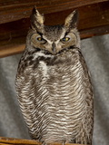 Great Horned Owl (Bubo Virginianus), Whitewater Draw Wildlife Area, Arizona Photographic Print by James Hager