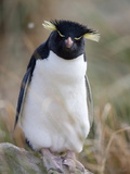 Rockhopper Penguin (Eudyptes Chrysocome Chrysocome), Falkland Islands, South America Photographic Print