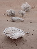 Frosty Rocks and Sagebrush, Petrified Forest National Park, Arizona Photographic Print