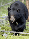 Black Bear (Ursus Americanus), Jasper National Park, Alberta, Canada, North America Photographic Print by James Hager
