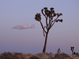 Joshua Tree at Dusk, Joshua Tree National Park, California, United States of America, North America Photographie par James Hager