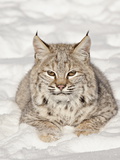 Bobcat (Lynx Rufus) in the Snow, in Captivity, Near Bozeman, Montana, USA Photographic Print