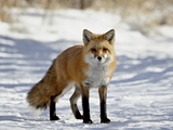 Red Fox (Vulpes Vulpes Or Vulpes Fulva) in the Snow, Prospect Park, Wheatridge, Colorado Photographic Print