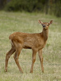 Elk (Cervus Canadensis) Calf, Jasper National Park, Alberta, Canada, North America Photographic Print
