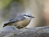 Female Red-Breasted Nuthatch (Sitta Canadensis), Wasilla, Alaska, USA Photographie