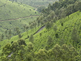 Tea Gardens in Devikulam, Kerala, India, Asia Photographic Print