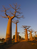 Avenue De Baobabs at Sunset, Madagascar, Africa Photographie