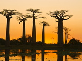 Avenue De Baobabs at Sunset, Madagascar, Africa Photographic Print