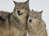 Two Gray Wolves (Canis Lupus) in the Snow in Captivity, Near Bozeman, Montana Photographic Print