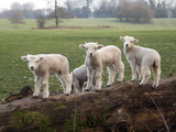 Lambs Playing on a Log in Stourhead Parkland, South Somerset, Somerset, England, United Kingdom Photographic Print