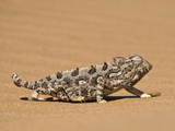 Namaqua Chameleon (Chamaeleo Namaquensis) Walks on Reddish Sand Dune, Namib Desert, Namibia, Africa Photographic Print by Kim Walker