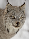 Canadian Lynx (Lynx Canadensis) in Snow in Captivity, Near Bozeman, Montana Photographic Print