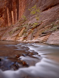 Cascade and Tree in the Fall, the Narrows of the Virgin River, Zion National Park, Utah, USA Photographic Print