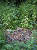 Red Fox (Vulpes Vulpes), London, England, United Kingdom, Europe Photographic Print by Michael Kelly