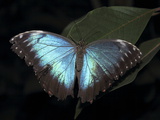 Blue Morpho Butterfly (Morpho Peleide) Photographic Print by Raj Kamal