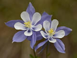 Blue Columbine (Aquilegia Coerulea), Weston Pass, Pike and San Isabel National Forest, Colorado Photographic Print