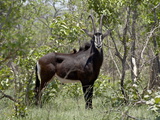Sable Antelope (Hippotragus Niger), Kruger National Park, South Africa, Africa Photographic Print
