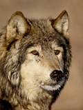 Gray Wolf (Canis Lupus) in Captivity, Near Bozeman, Montana, USA Photographic Print