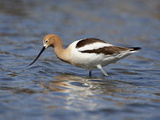 American Avocet (Recurvirostra Americana), Belmar Historic Park, Lakewood, Colorado Photographie
