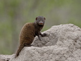Young Dwarf Mongoose (Helogale Parvula), Kruger National Park, South Africa, Africa Photographic Print