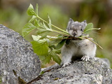 Collared Pika (Ochotona Collaris) Taking Food to a Cache, Hatcher Pass, Alaska Photographic Print