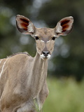 Female Greater Kudu (Tragelaphus Strepsiceros), Kruger National Park, South Africa, Africa Photographic Print