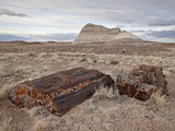 Petrified Wood and An Eroded Hill, Petrified Forest National Park, Arizona, USA Photographie par James Hager