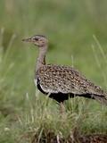 Male Black-Bellied Bustard (Eupodotis Melanogaster), Kruger National Park, South Africa Photographic Print