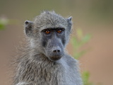 Chacma Baboon (Papio Ursinus), Kruger National Park, South Africa, Africa Photographic Print