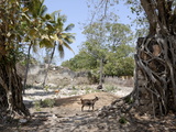 Ruins, Old Town, Ibo Island, Mozambique, Africa Fotografisk tryk Ruins, Old Town, Ibo Island, Mozambique, Africa Fotografisk tryk