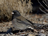 Oregon Junco (Junco Hyemalis Oreganus), Abiquiu Lake, New Mexico Photographie