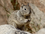 California Ground Squirrel (Citellus Beecheyi), Joshua Tree National Park, California, USA Photographie