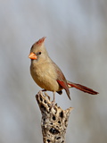 Female Northern Cardinal (Cardinalis Cardinalis), the Pond, Amado, Arizona, USA Photographic Print