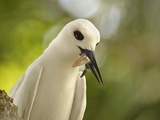 Adult White Tern (Gygis Alba) With Squid in Its Beak, Lord Howe Island, New South Wales, Australia Valokuvavedos Adult White Tern (Gygis Alba) With Squid in Its Beak, Lord Howe Island, New South Wales, Australia Valokuvavedos