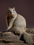 Rock Squirrel (Spermophilus Variegatus), Zion National Park, Utah, USA Photographic Print