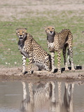 Cheetah (Aconinyx Jubatus), at Water, Kgalagadi Transfrontier Park, South Africa, Africa Photographic Print